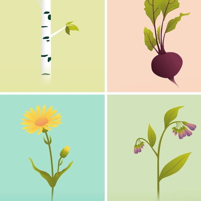 Saner Apotheke Pflanzen