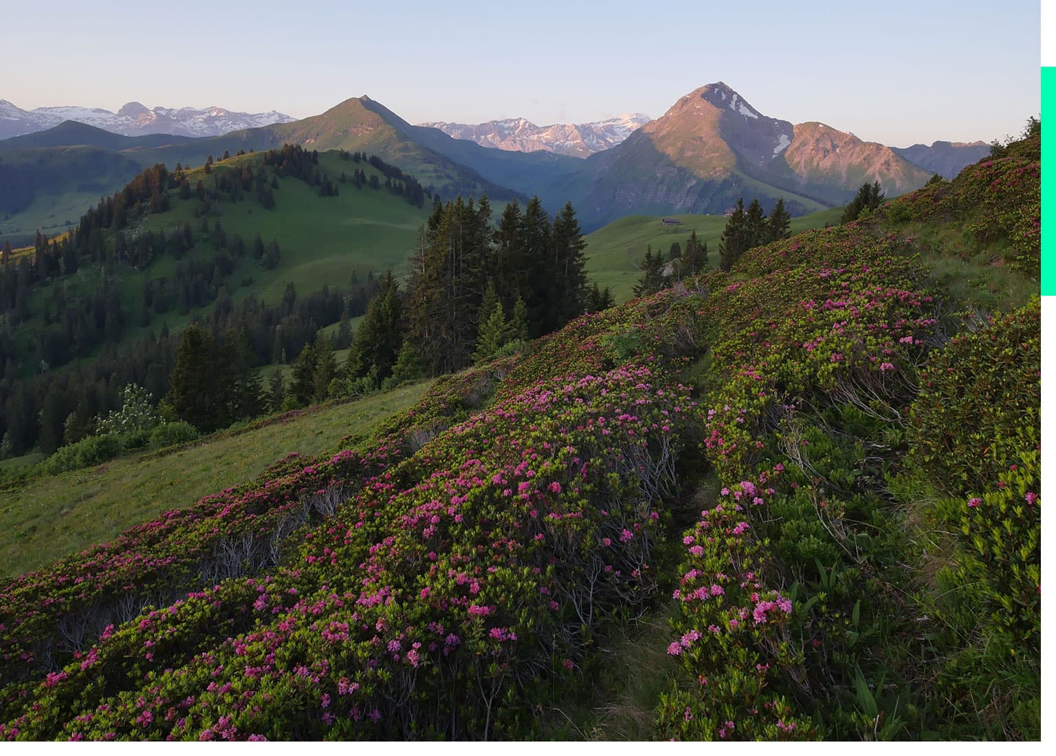 Just Swiss Case Landschaft