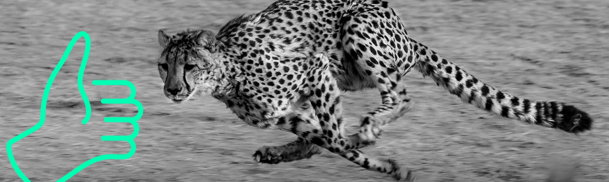 Social Media Performance - Gepard schwarz weiss